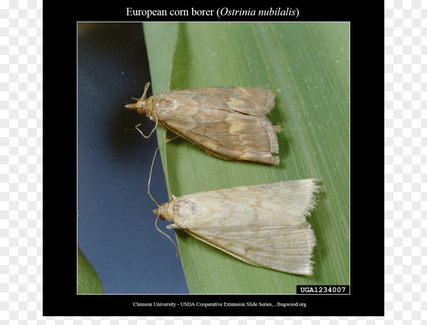 Wheat Fealds European Corn Borer Union Genetically Modified Maize Field PNG