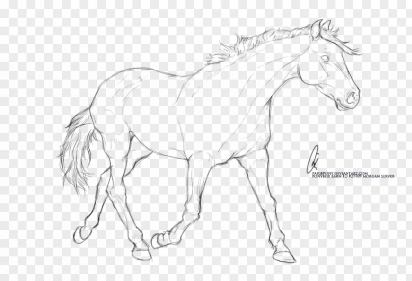 Arabian Horse Pony Foal Stallion Line Art PNG