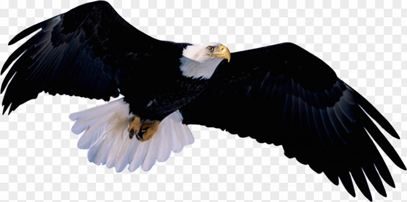 Bird Bald Eagle Clip Art PNG