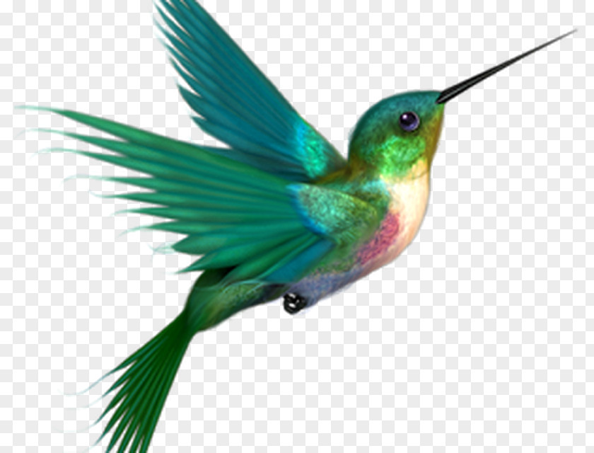 Bird Hummingbird Clip Art PNG