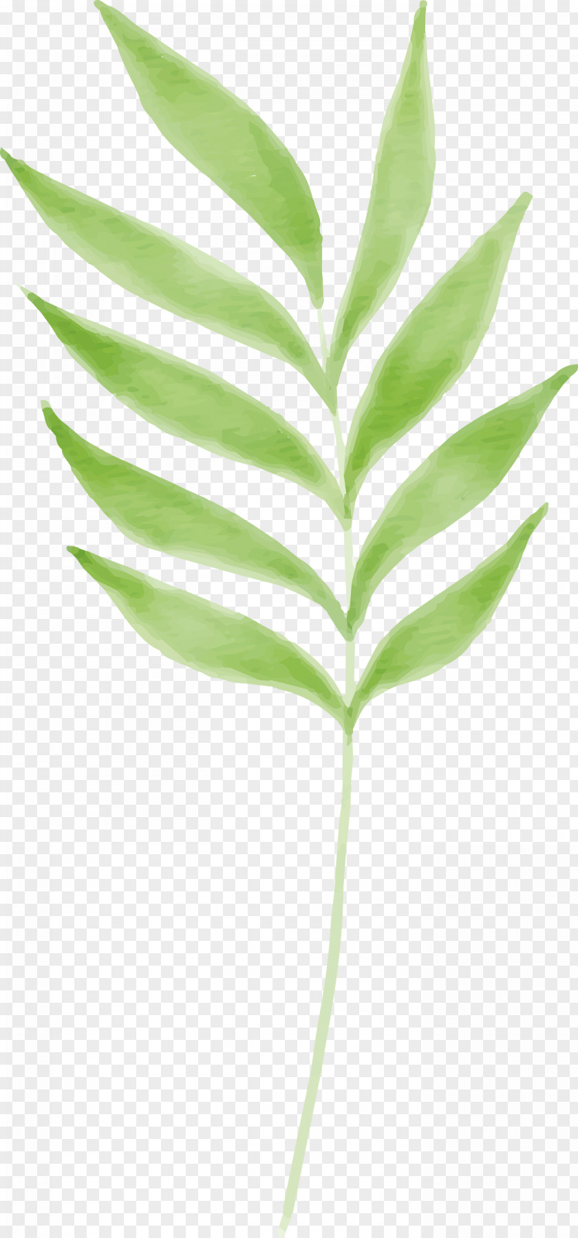 Leaf Plant Stem Grasses Tree Branching PNG