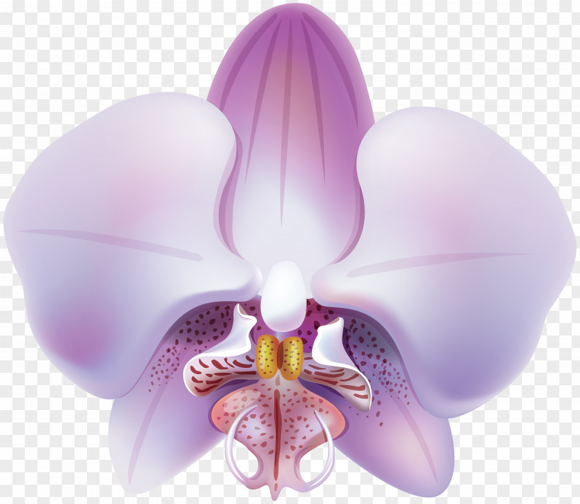 Orchid Cartoon Dendrobium Orchids Clip Art Image PNG