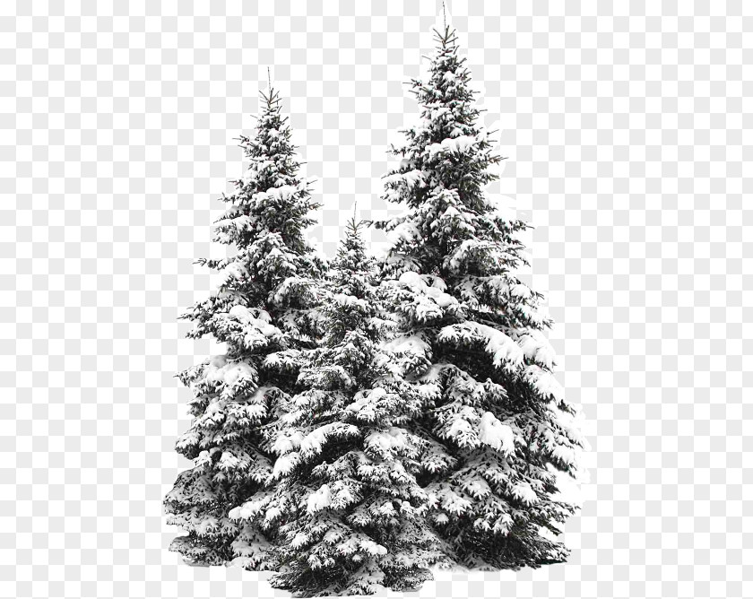 Snow Fir Tree Stock Photography Evergreen PNG
