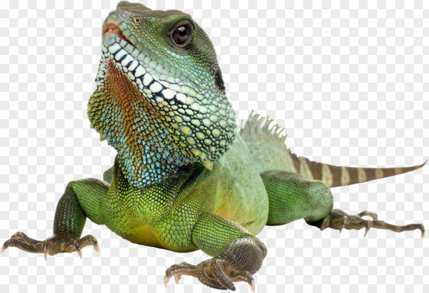 Iguana Transparent Background Green Lizard Reptile PNG