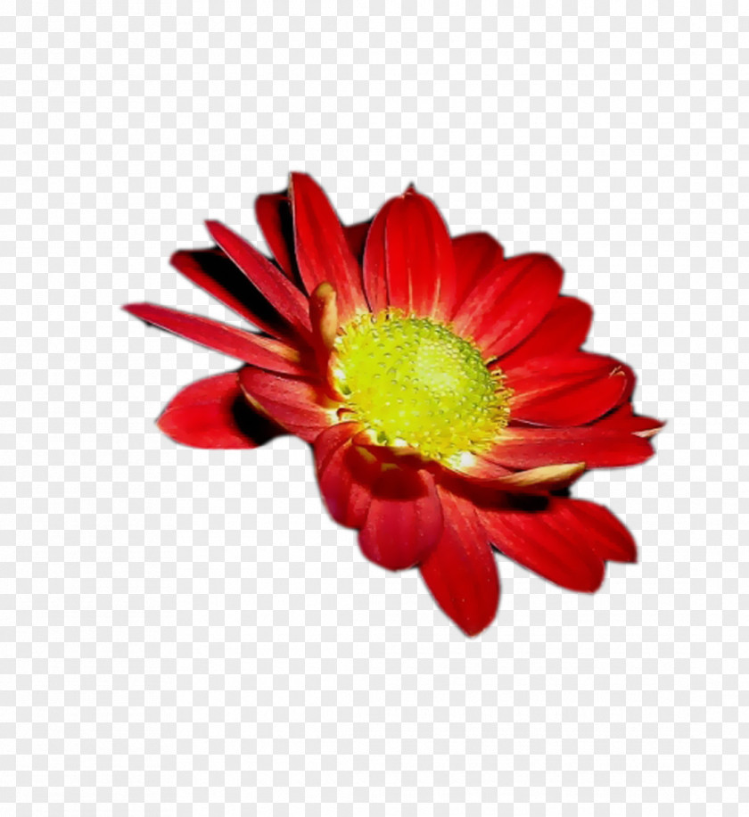 Flower Corel Transvaal Daisy Cut Flowers Chrysanthemum Photo-Paint PNG