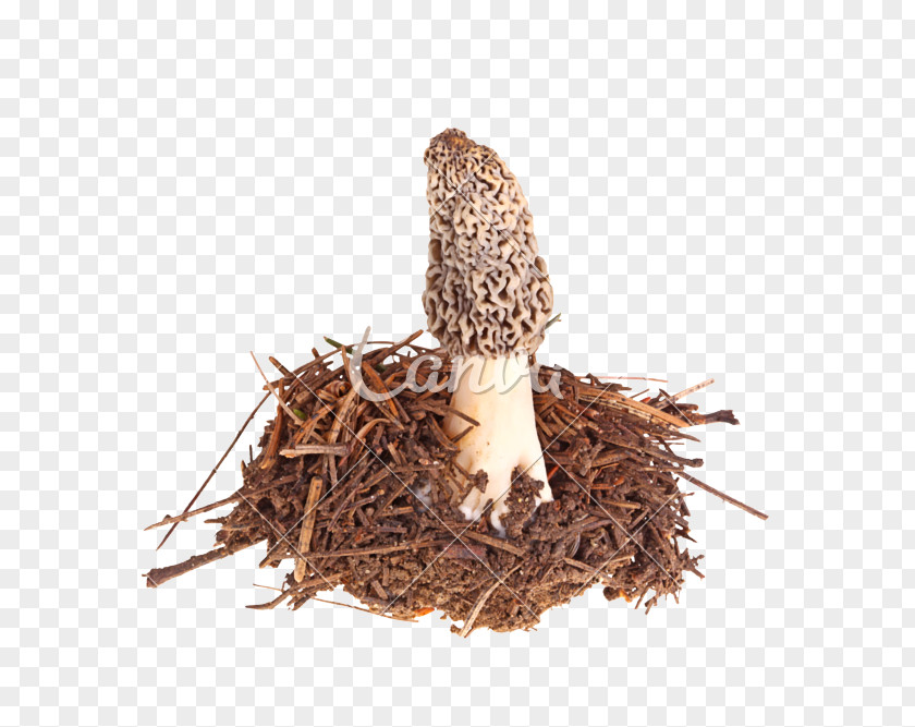 Maa Morchella Esculenta Sporocarp Edible Mushroom Conica PNG