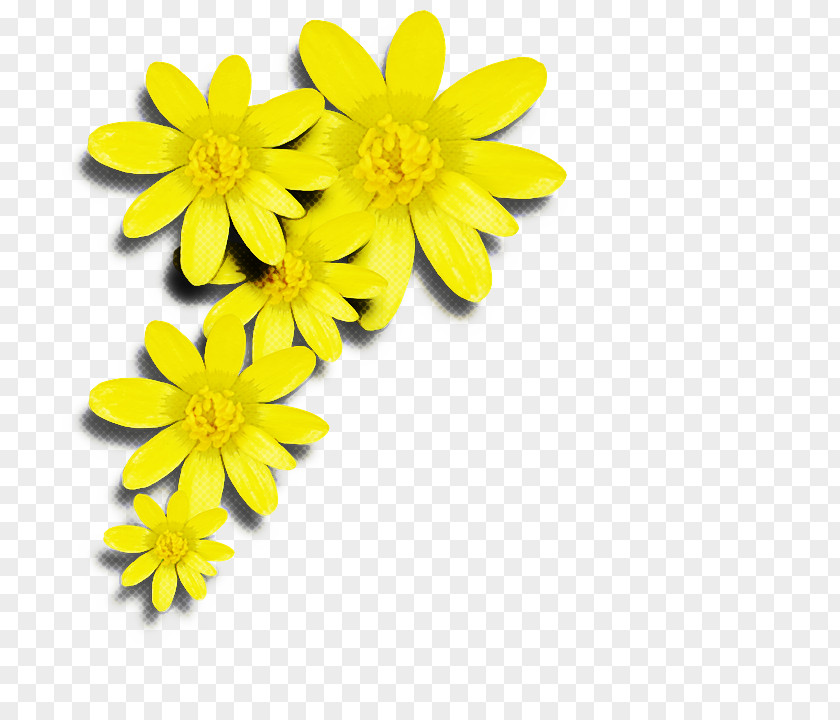 Perennial Plant Daisy Family Bouquet Of Flowers Drawing PNG