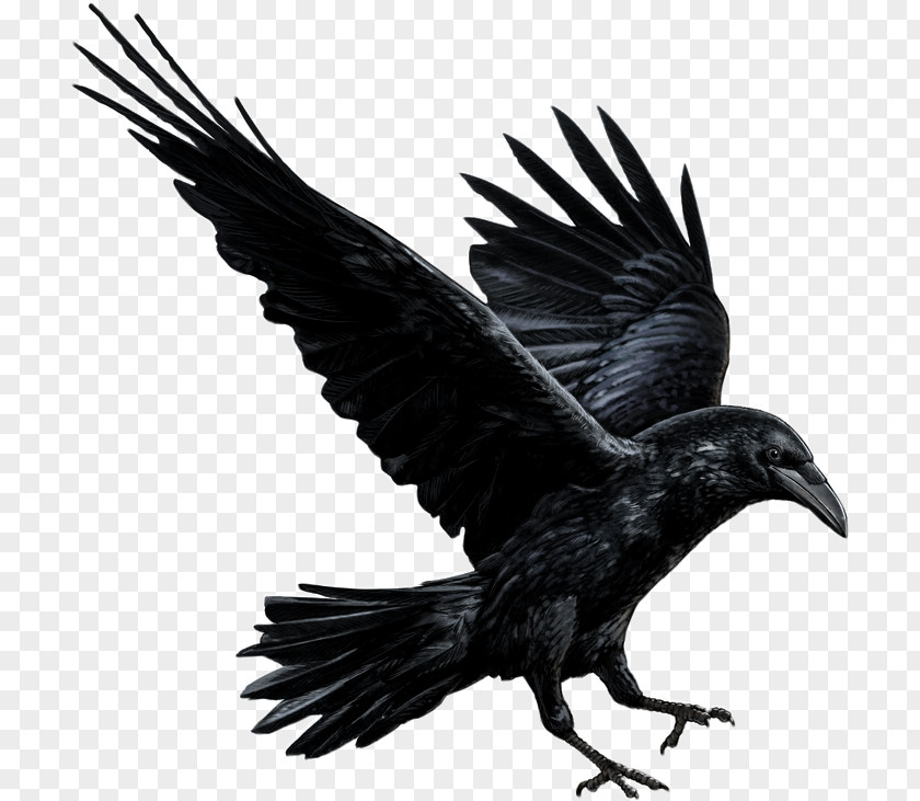 Rook American Crow Drawing Of Family PNG