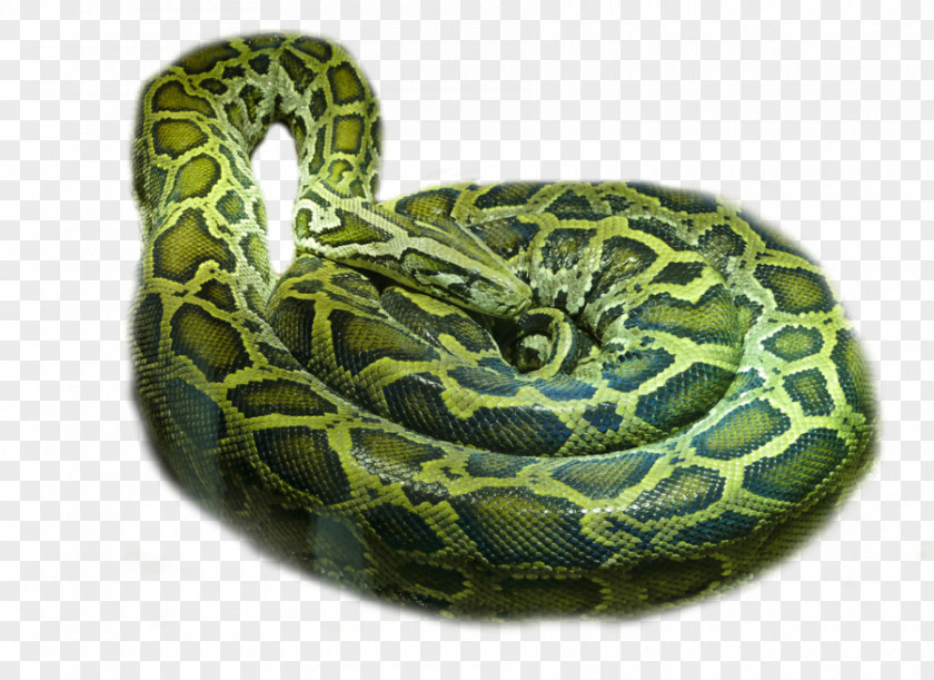 Snake Rattlesnake Boa Constrictor PNG
