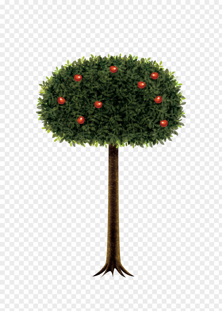 An Apple Tree Apples Auglis PNG