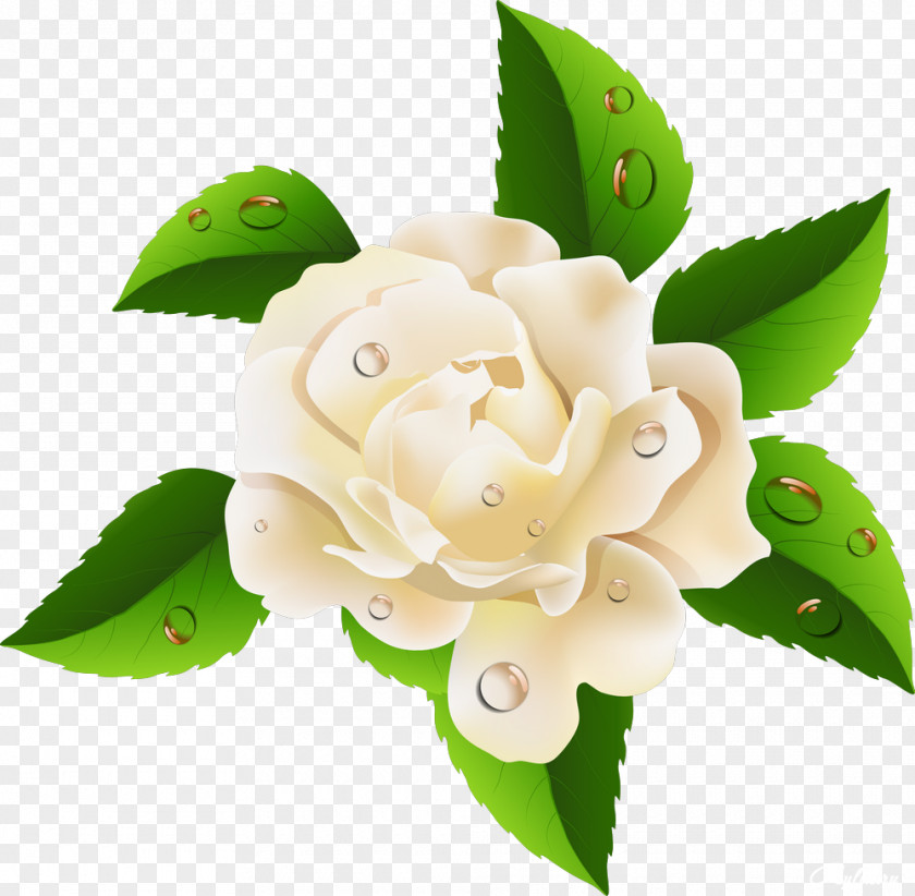 Beautiful Rose Flower Garden Roses Clip Art PNG