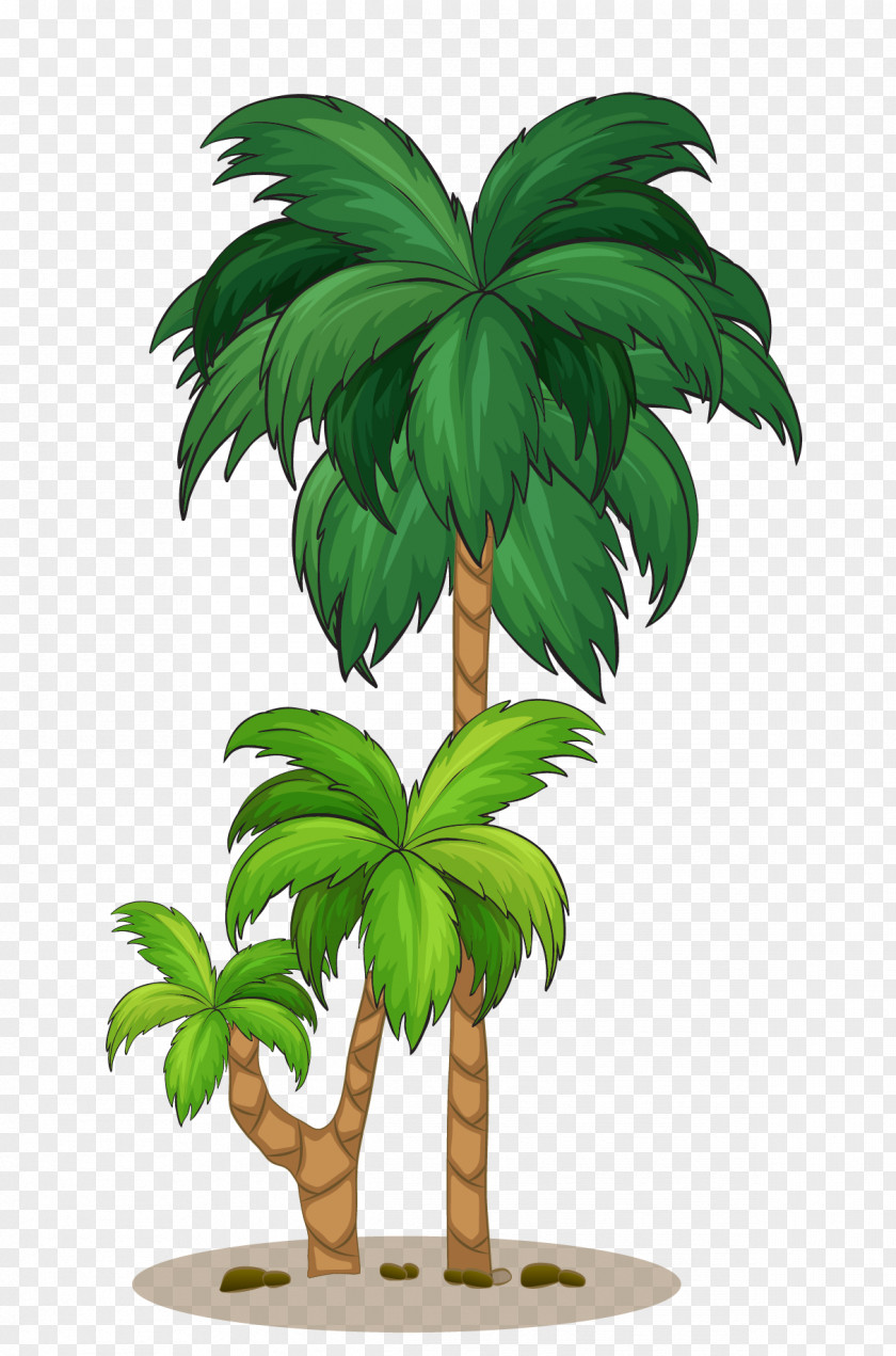 Coconut Tree Arecaceae Illustration PNG