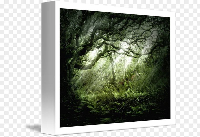 Dark Wood Tree Landscape Desktop Wallpaper Biome Stock Photography PNG