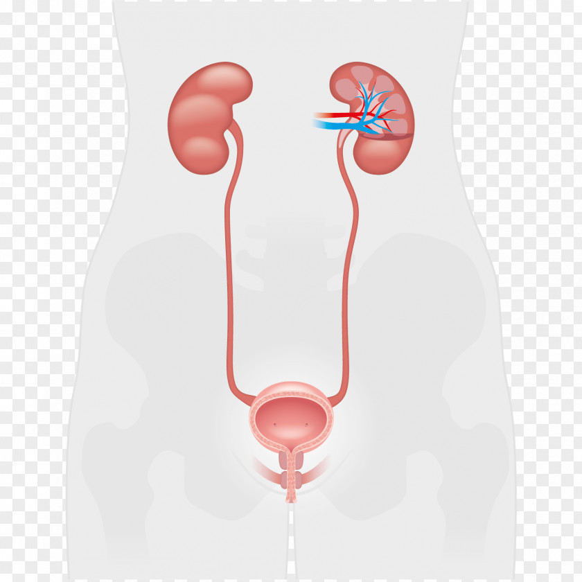 Kidney Neck PNG