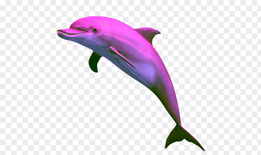 Mid Ad Dolphin Clip Art PNG