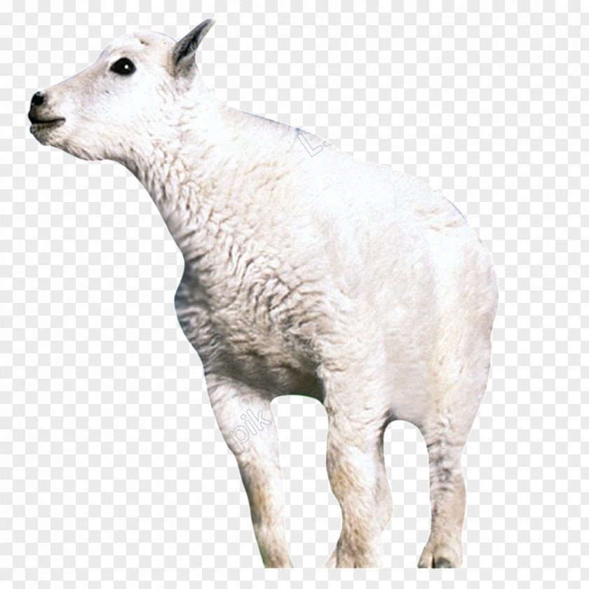 Sheep Image Goat Download PNG