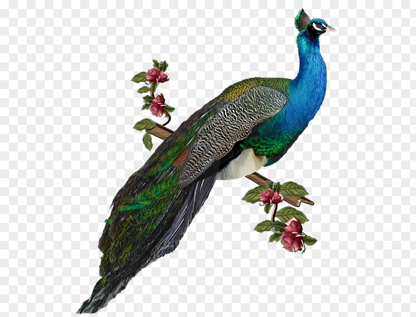 Bird GIF Clip Art Peafowl PNG