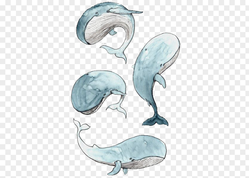 Blue Whale PNG whale clipart PNG