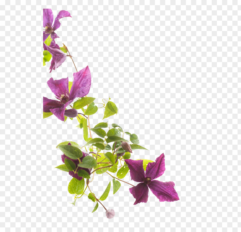 Bougainvillea Flower Stock Photography Clematis Viticella PNG