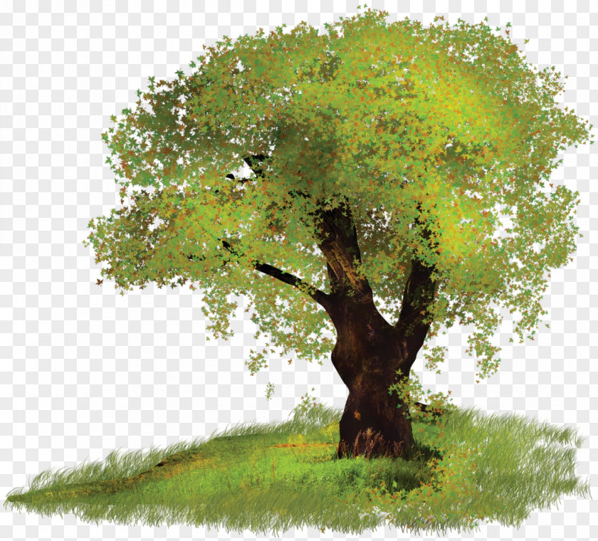 Bush Tree Digital Image Clip Art PNG