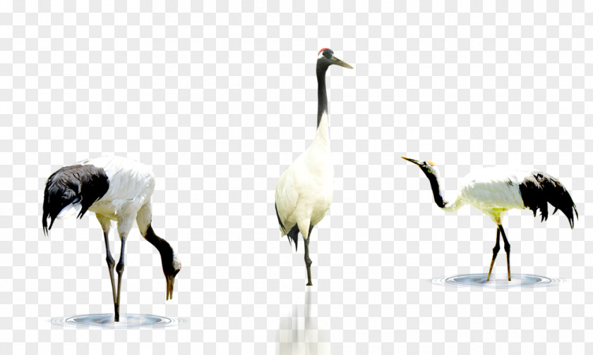 Crane Bird PNG