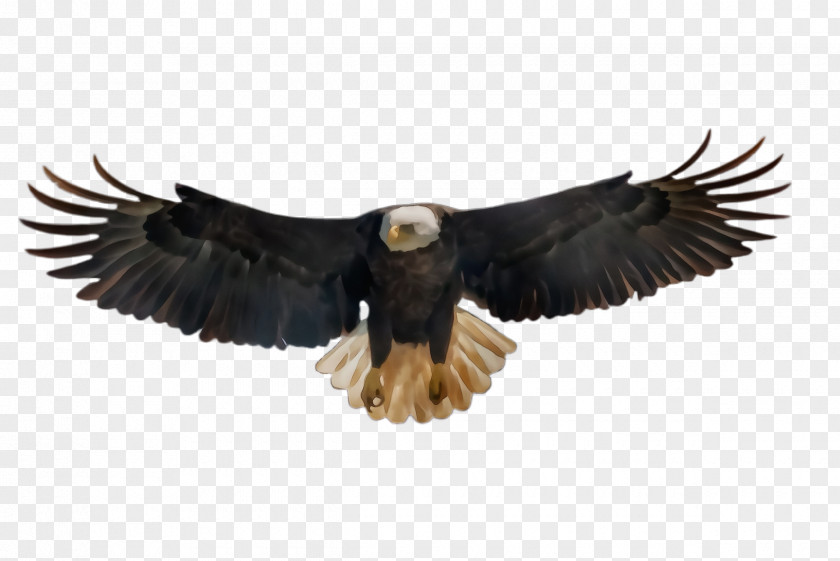 Feather Sea Eagle Flying Bird Background PNG