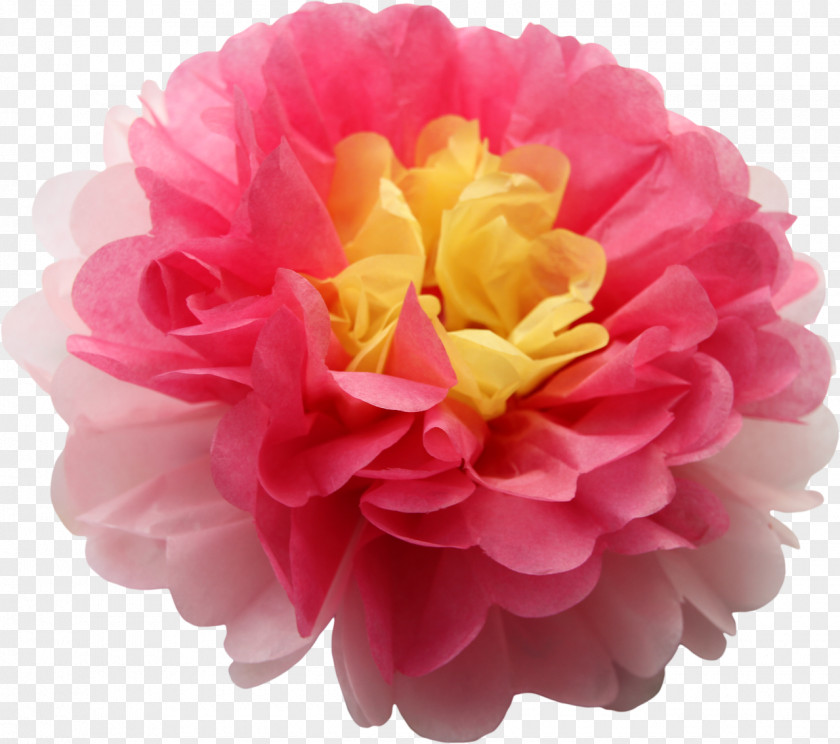 Paper Pom Tissue Cabbage Rose Pom-pom Pink Yellow Flower PNG