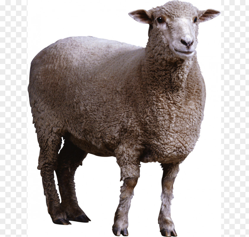 Sheep Image Resolution Clip Art PNG