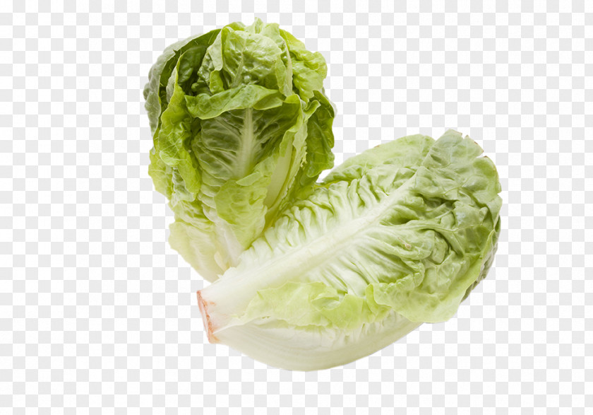 Vegetable Romaine Lettuce Iceberg Curled Endive Stock Photography PNG