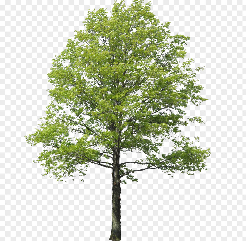 Arbol Populus Nigra Tree Rendering Landscape PNG