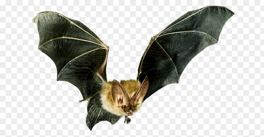 Bat Flight Microbat Mammal Spartan Pest Control Detector PNG