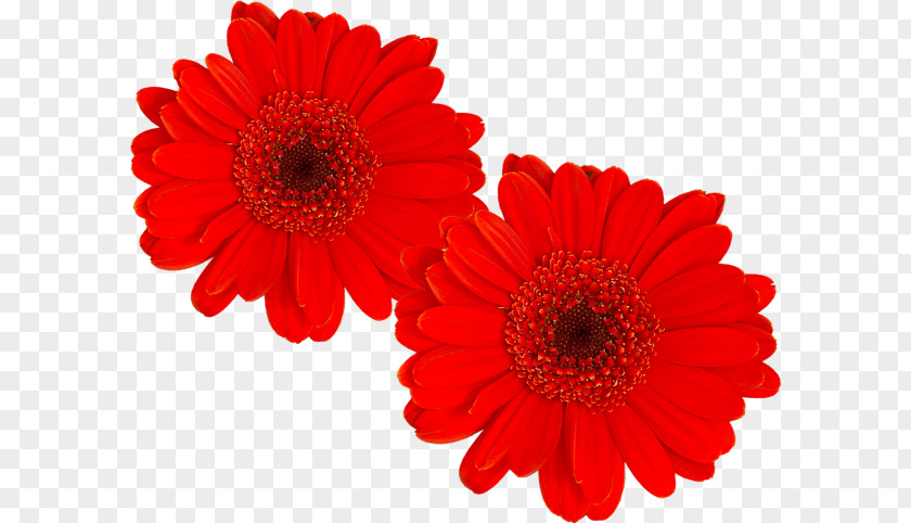 Gerbera Transvaal Daisy Cut Flowers Chrysanthemum Dahlia Petal PNG