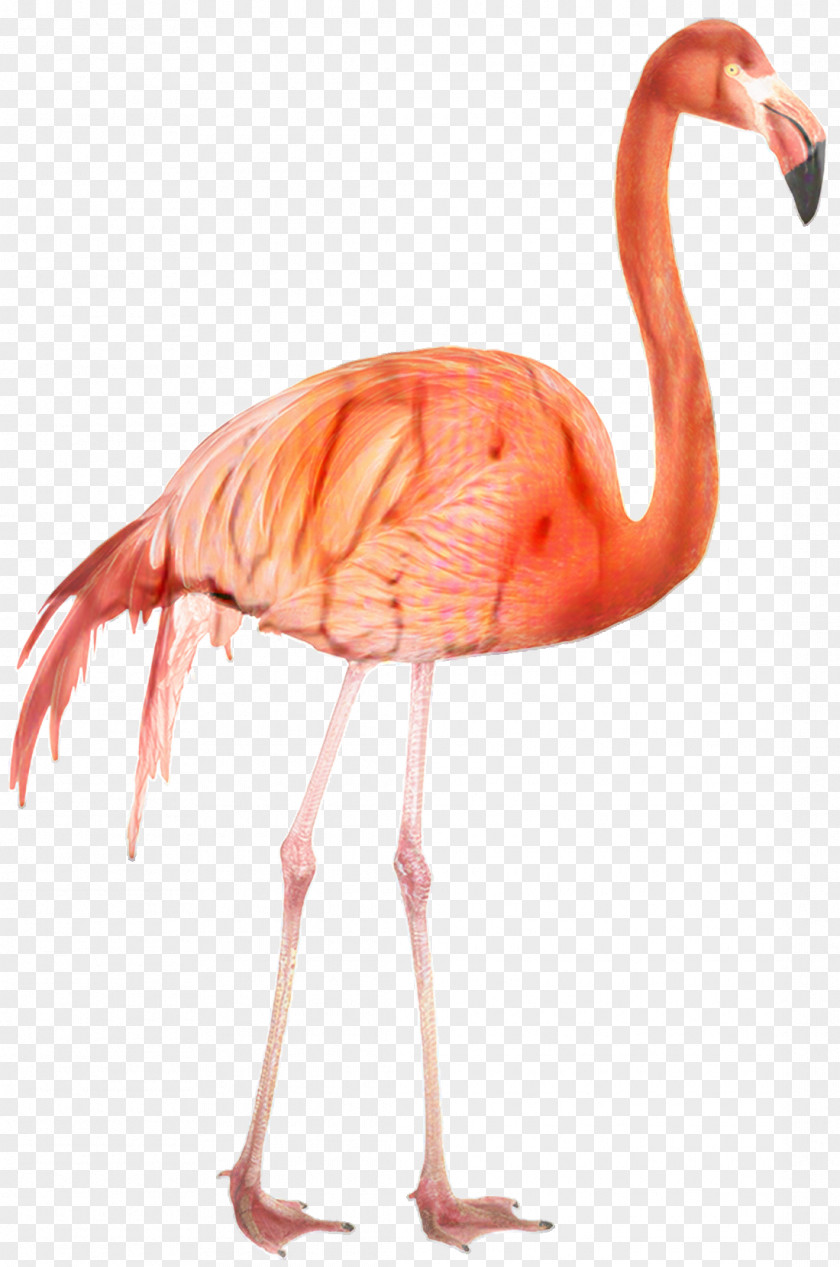 Muscle Wildlife Pink Flamingo PNG