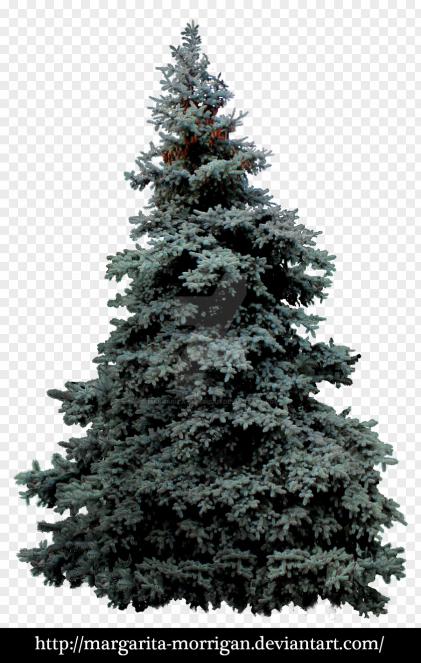 Pine Blue Spruce White Pinus Montezumae Tree PNG