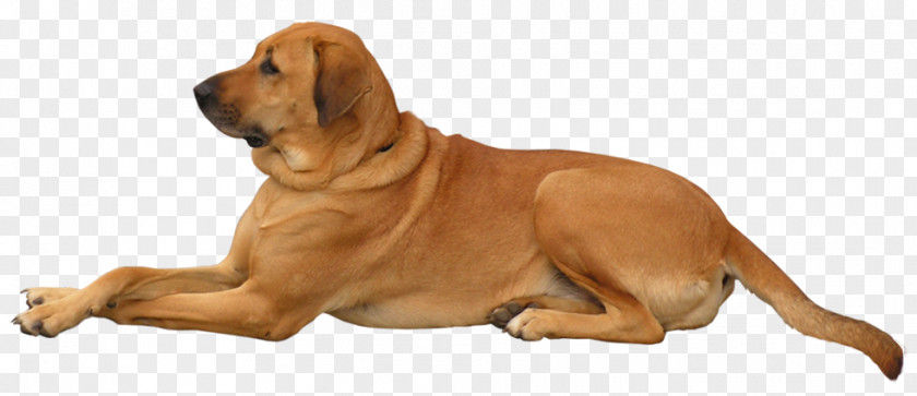 Puppy Shar Pei Clip Art PNG