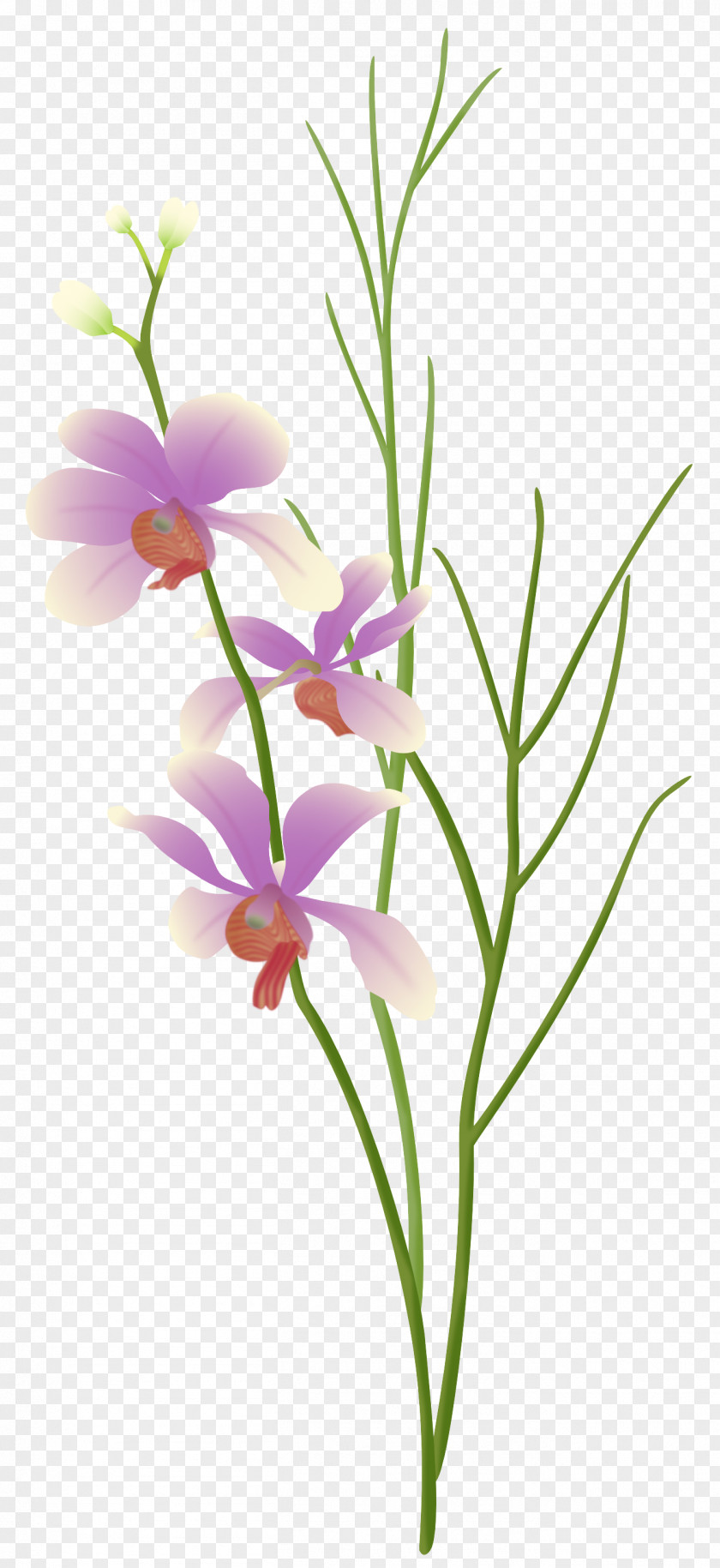 Purple Orchid Cut Flowers Floral Design Plant Floristry PNG
