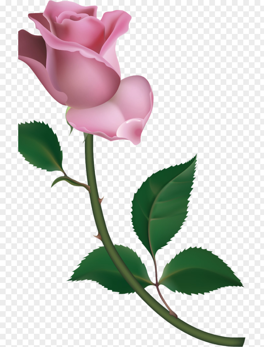 Rose Skin Garden Roses Cabbage Petal Bud Clip Art PNG