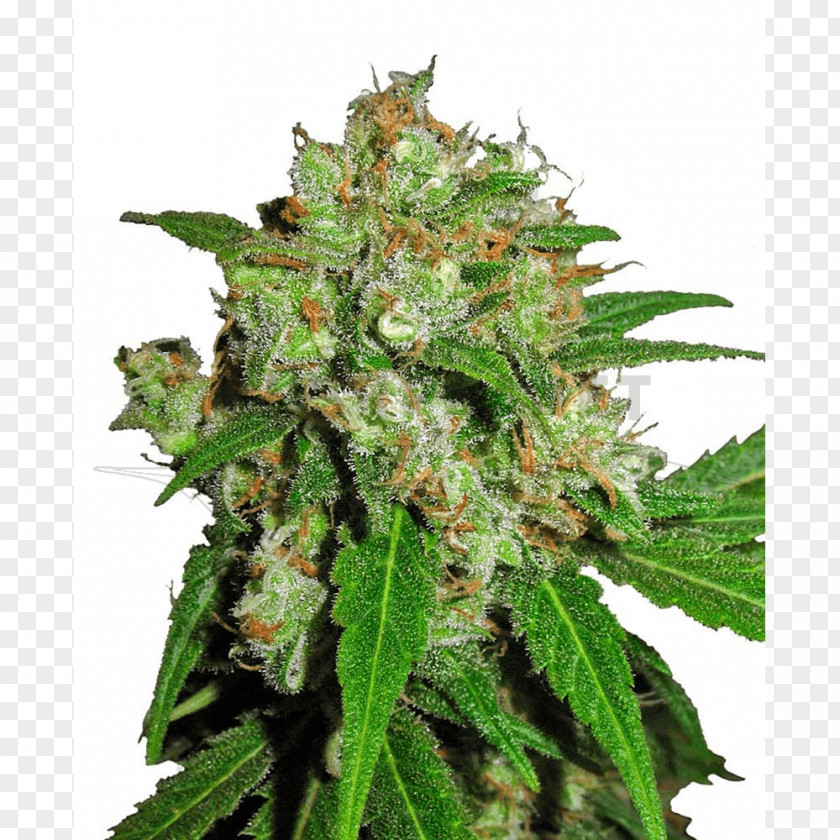 Skunk Sensi Seeds Cannabis Haze PNG