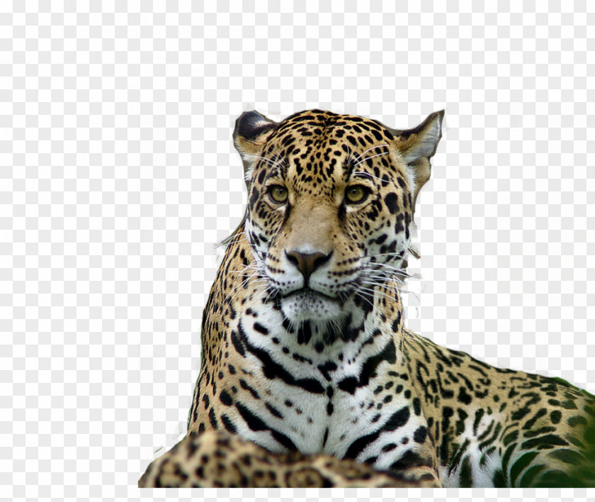 Tiger Leopard Jaguar Lion PNG
