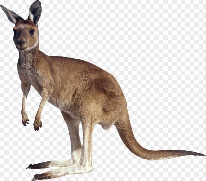 A Kangaroo Clip Art PNG