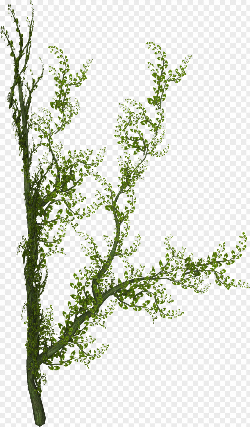 Ivy Plant Tree Liana Vine PNG