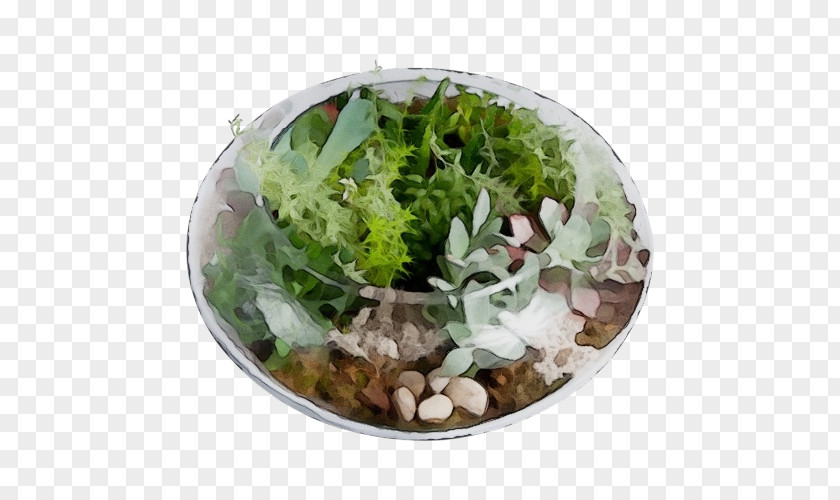 Lettuce Herb Leaf Plant Flower Plate Food PNG