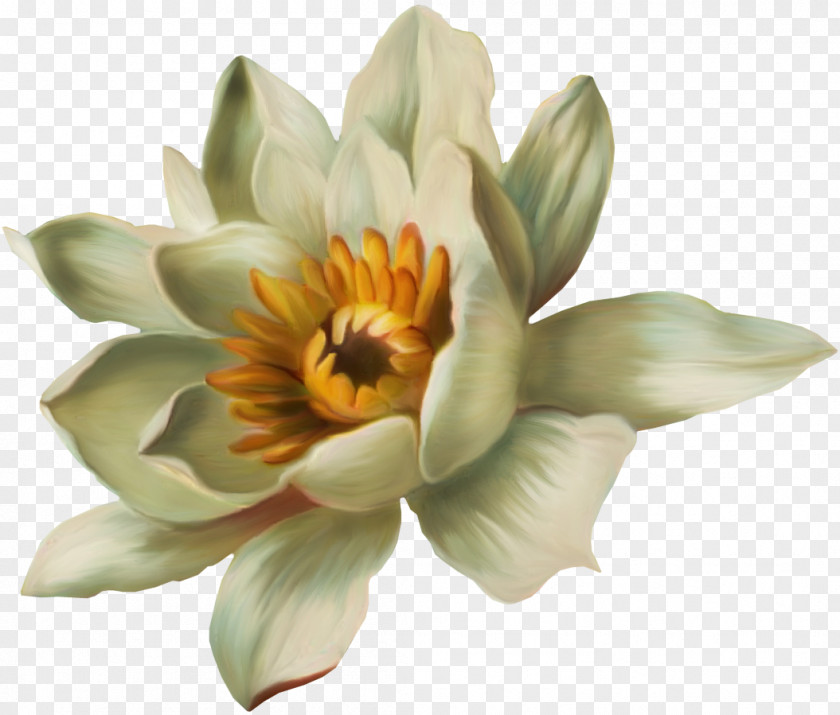 Painted White Lotus Water Lily Nelumbo Nucifera Pygmy Water-lily Nymphaea PNG