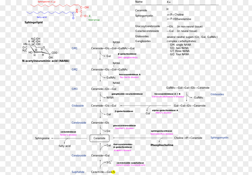 Sphingolipidoses Lipid Storage Disorder Krabbe Disease Lysosomal PNG