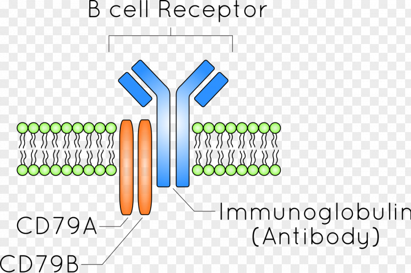 Cell B-cell Receptor B Antibody Antigen PNG