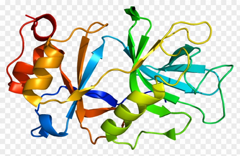 Chromosome 5 SPN1 Gene Protein SnRNP Wikipedia PNG