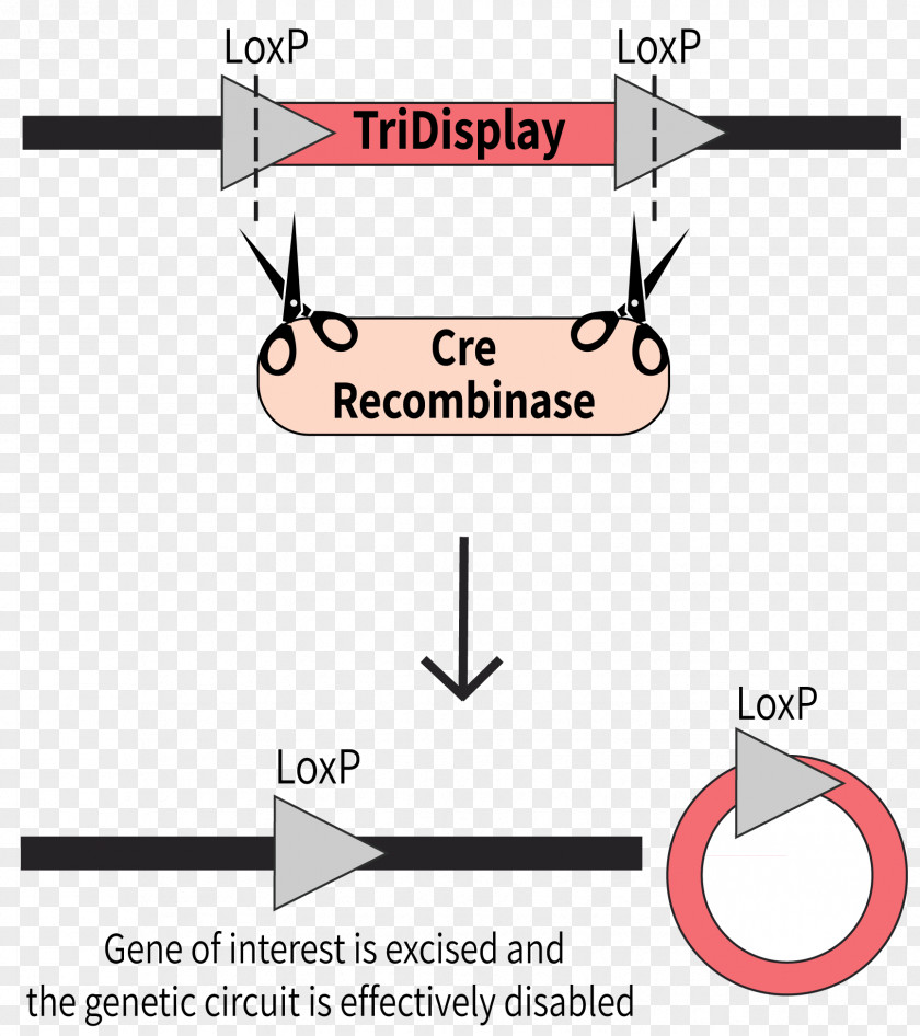 Cre-Lox Recombination International Genetically Engineered Machine Cre Recombinase Plasmid PNG