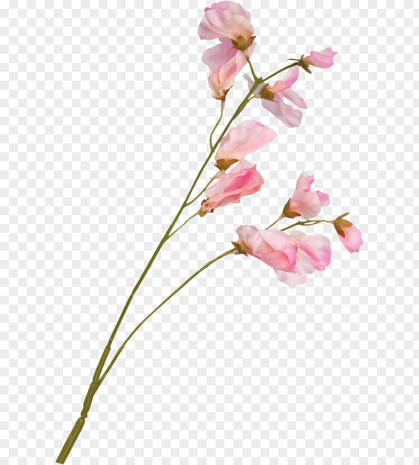 Flower Blossom Plant Stem Floral Design PNG