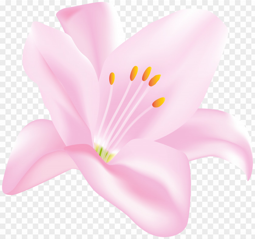 Flower Transparent Clip Art Image Petal Blossom Herbaceous Plant PNG