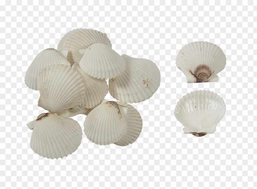 Seashell Cockle Amazon.com Pectinidae Shellcraft PNG